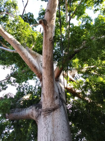 La Ceiba Puerto Rico Tree G