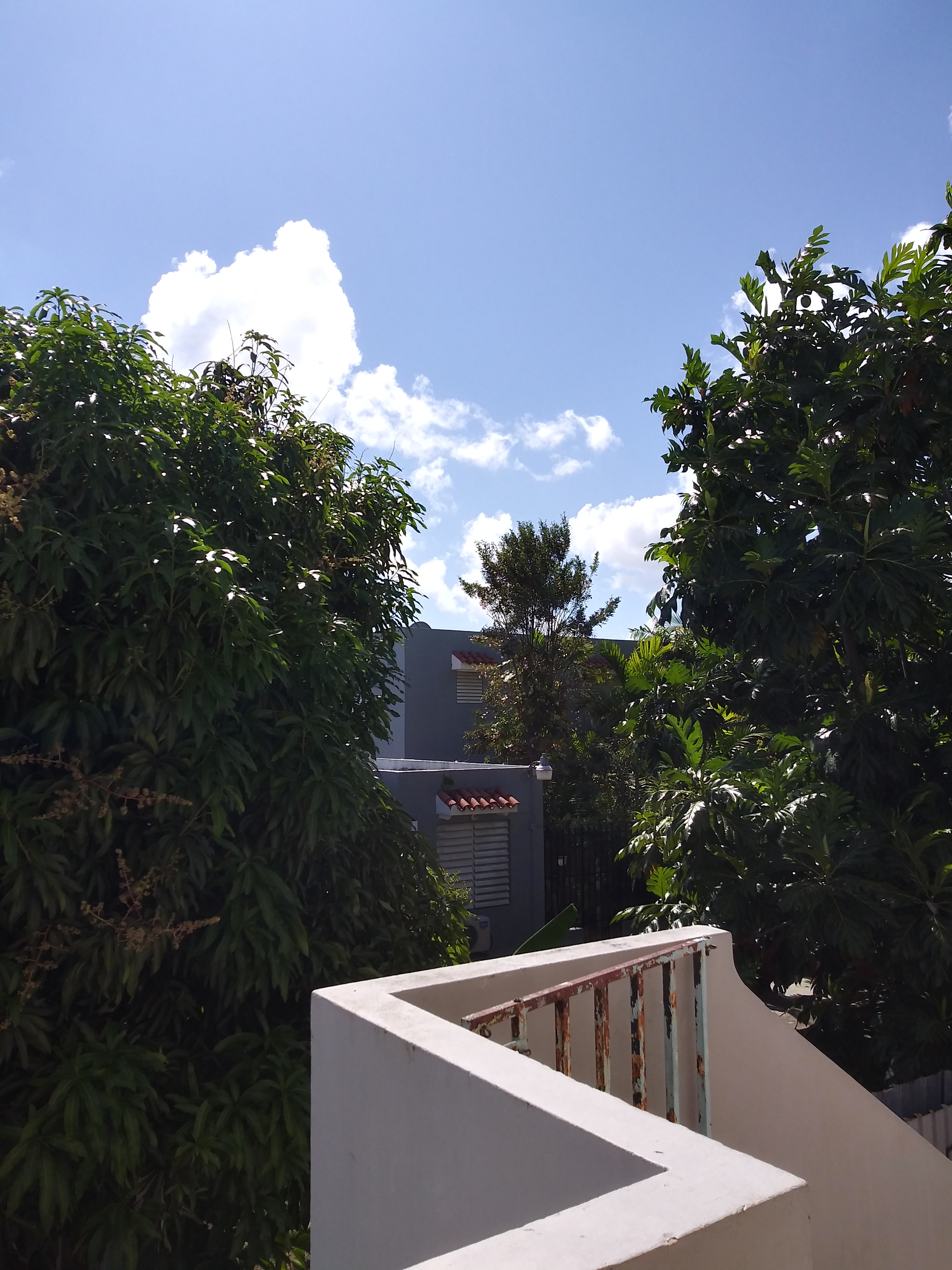 Backyard trees San Juan Puerto Rico Santurce Sun